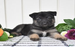 German Shepherd dogs for sale: Brooklyn - Image 5