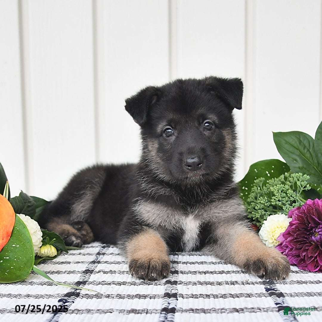 German Shepherd dogs for sale: Brooklyn - Image 5