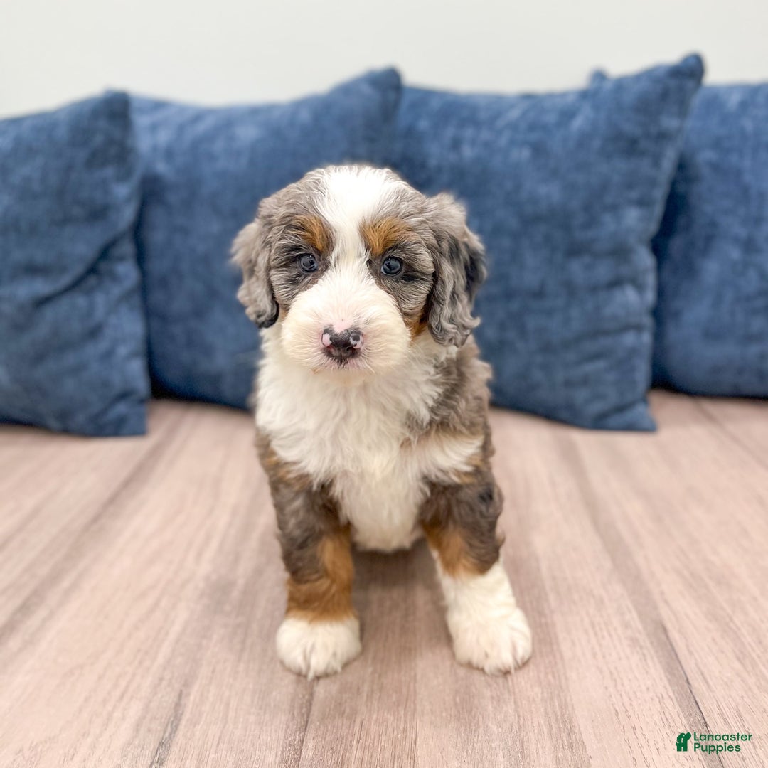 Mini Bernedoodle dogs for sale: Liberty - Image 5