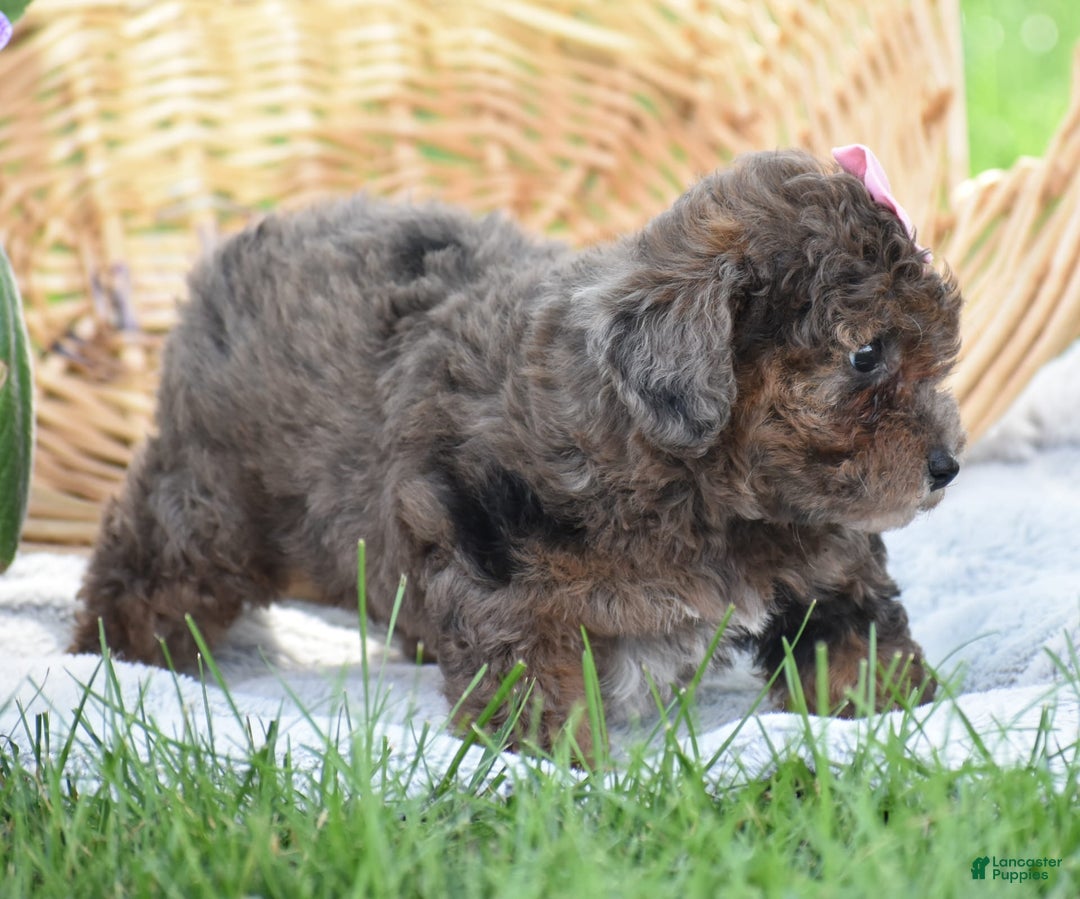 Yorkiepoo dogs for sale: Petunia - Image 12