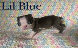 Boston Terrier dogs for sale: Lil Blue - Image 3
