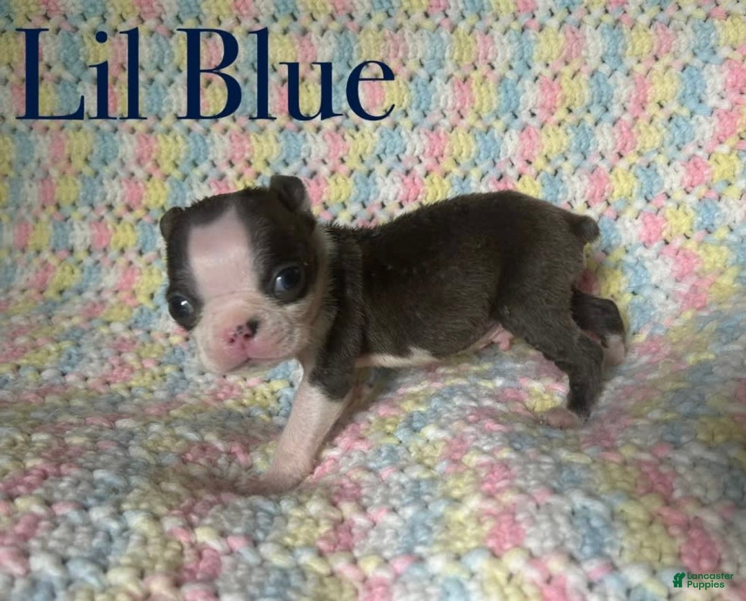 Boston Terrier dogs for sale: Lil Blue - Image 3