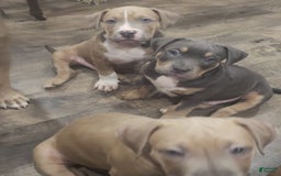 American Bully dogs for sale: Socks - Image 22
