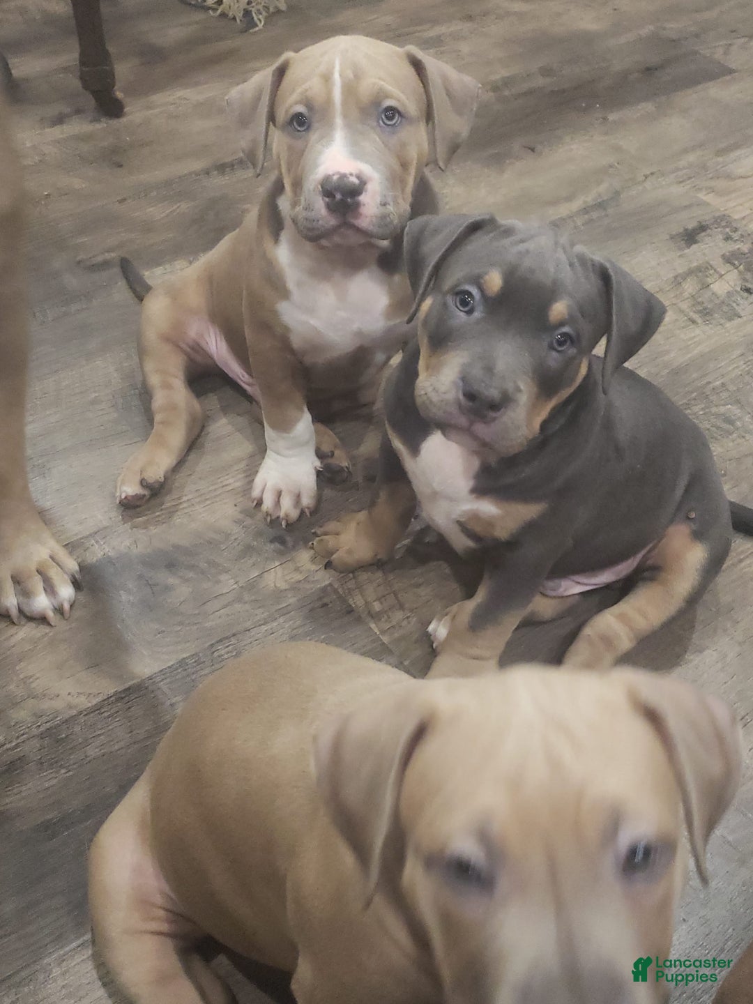 American Bully dogs for sale: Socks - Image 22