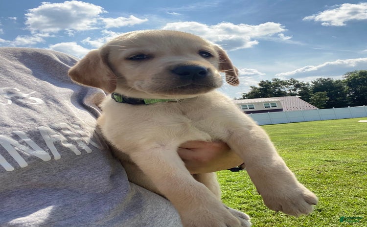 Labrador Retriever dogs for sale - Ad 2