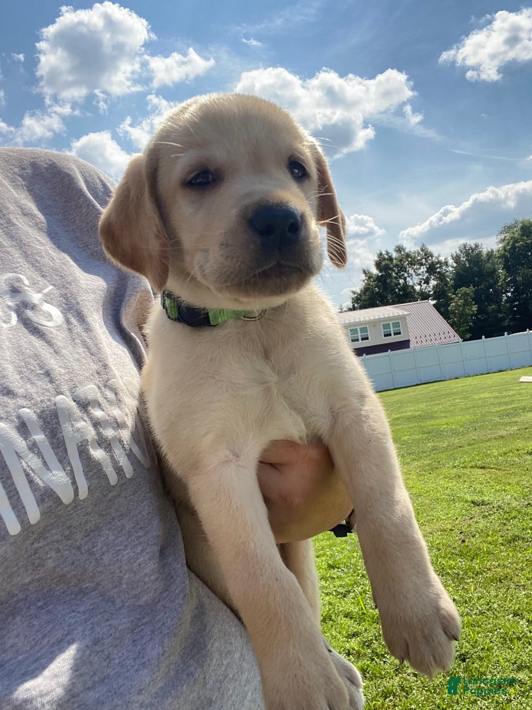 Labrador Retriever dogs for sale: Malachi - Image 1
