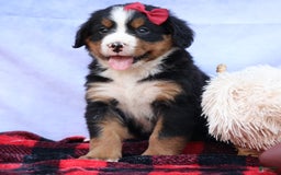 Bernese Mountain Dog dogs for sale: Simon - Image 11