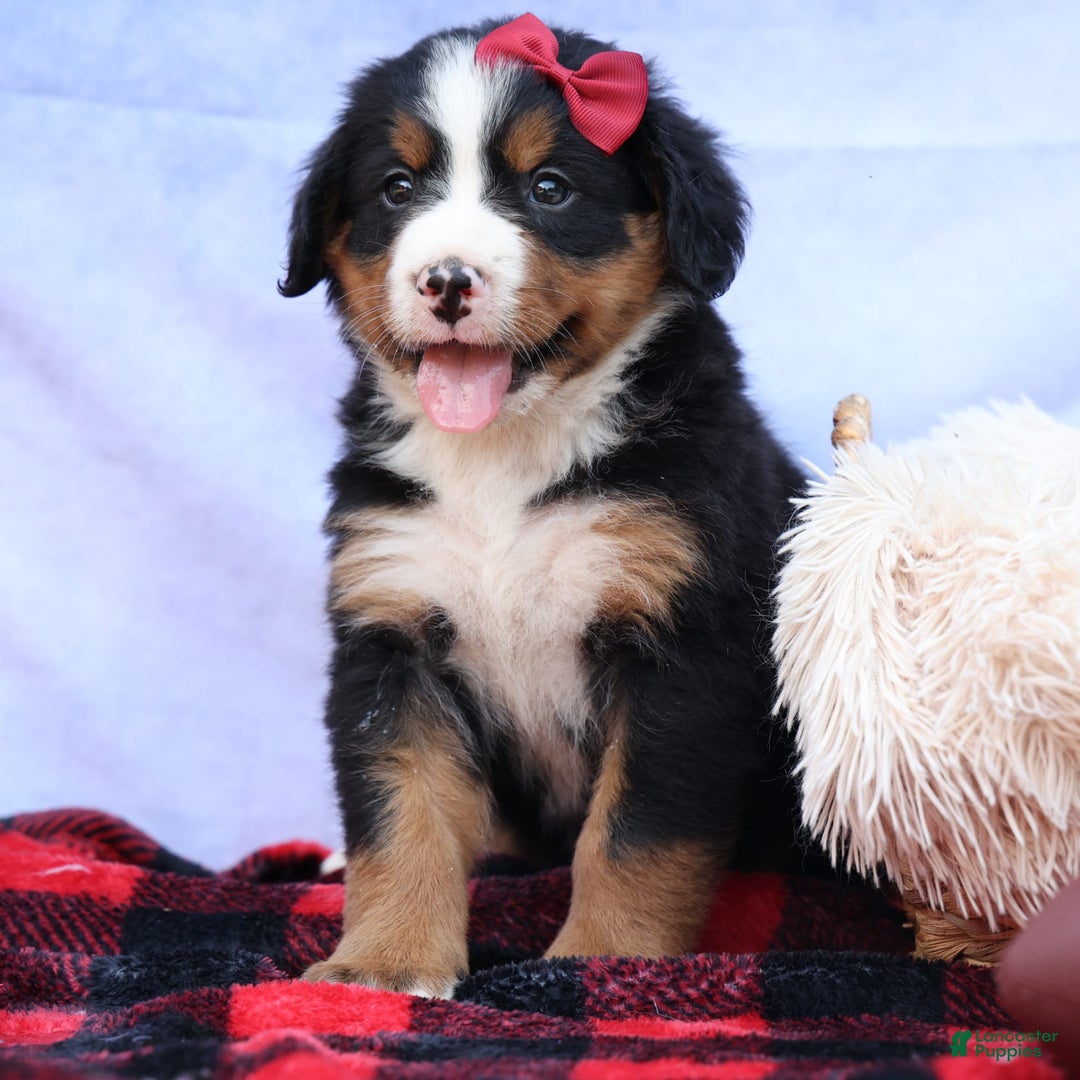 Bernese Mountain Dog dogs for sale: Simon - Image 11