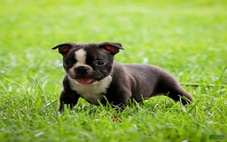 Boston Terrier dogs for sale: Don - Image 2