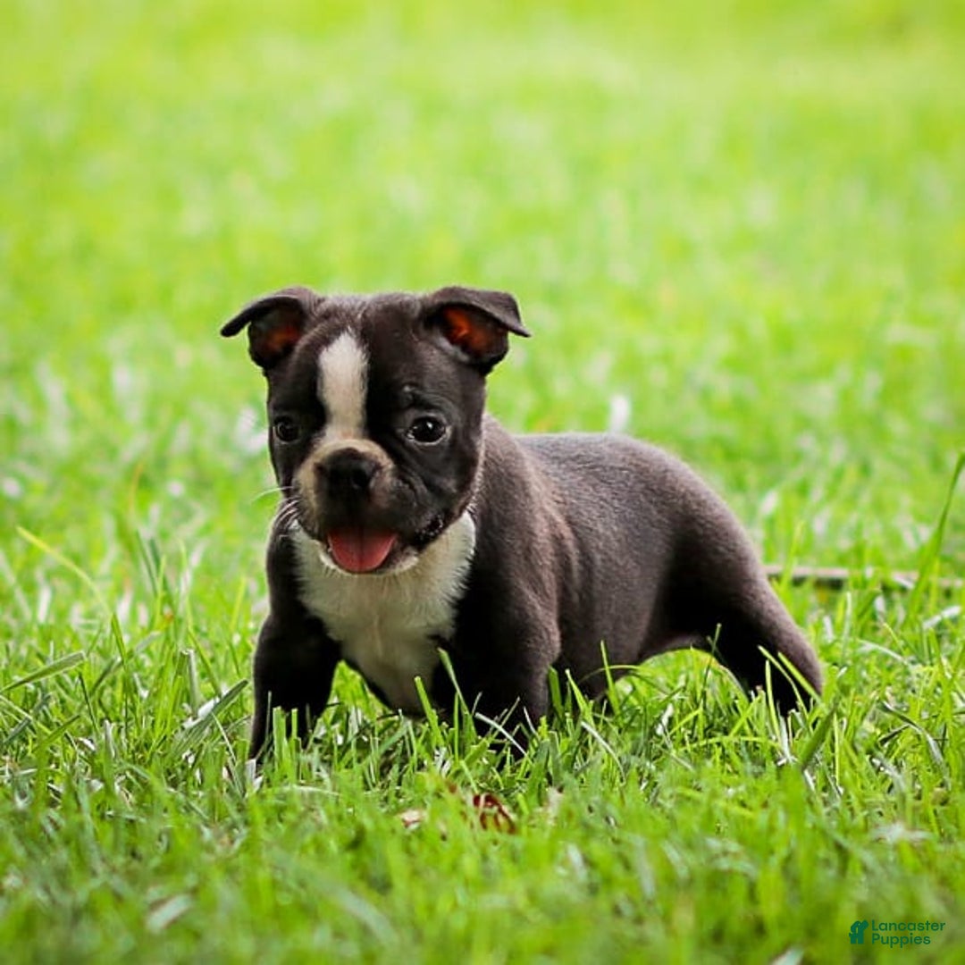 Boston Terrier dogs for sale: Don - Image 2