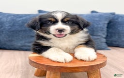 Australian Shepherd dogs for sale: Jake - Image 1