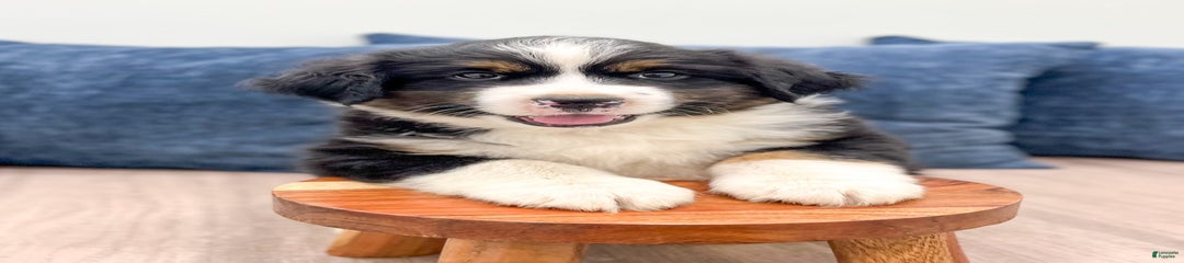 Jake