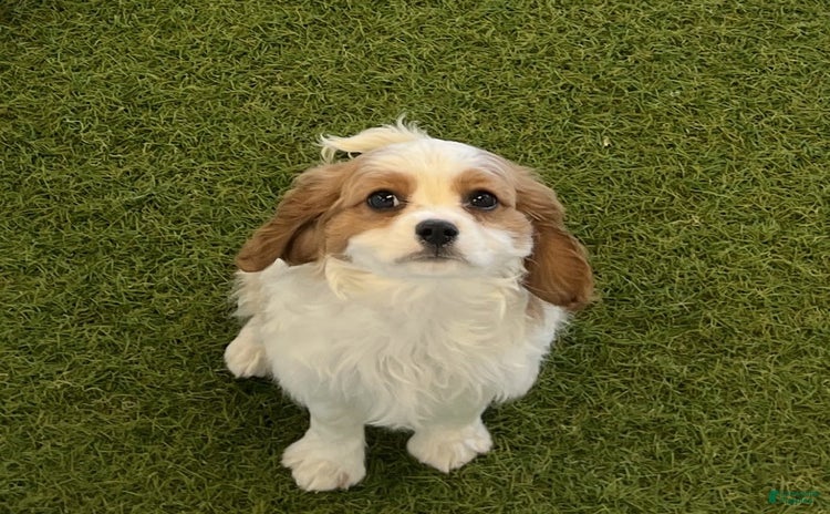 Cavalier King Charles Spaniel dogs for sale - Ad 2