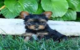 Yorkshire Terrier dogs for sale: Jojo - Image 2