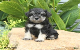 Miniature Schnauzer dogs for sale: Mason - Image 5
