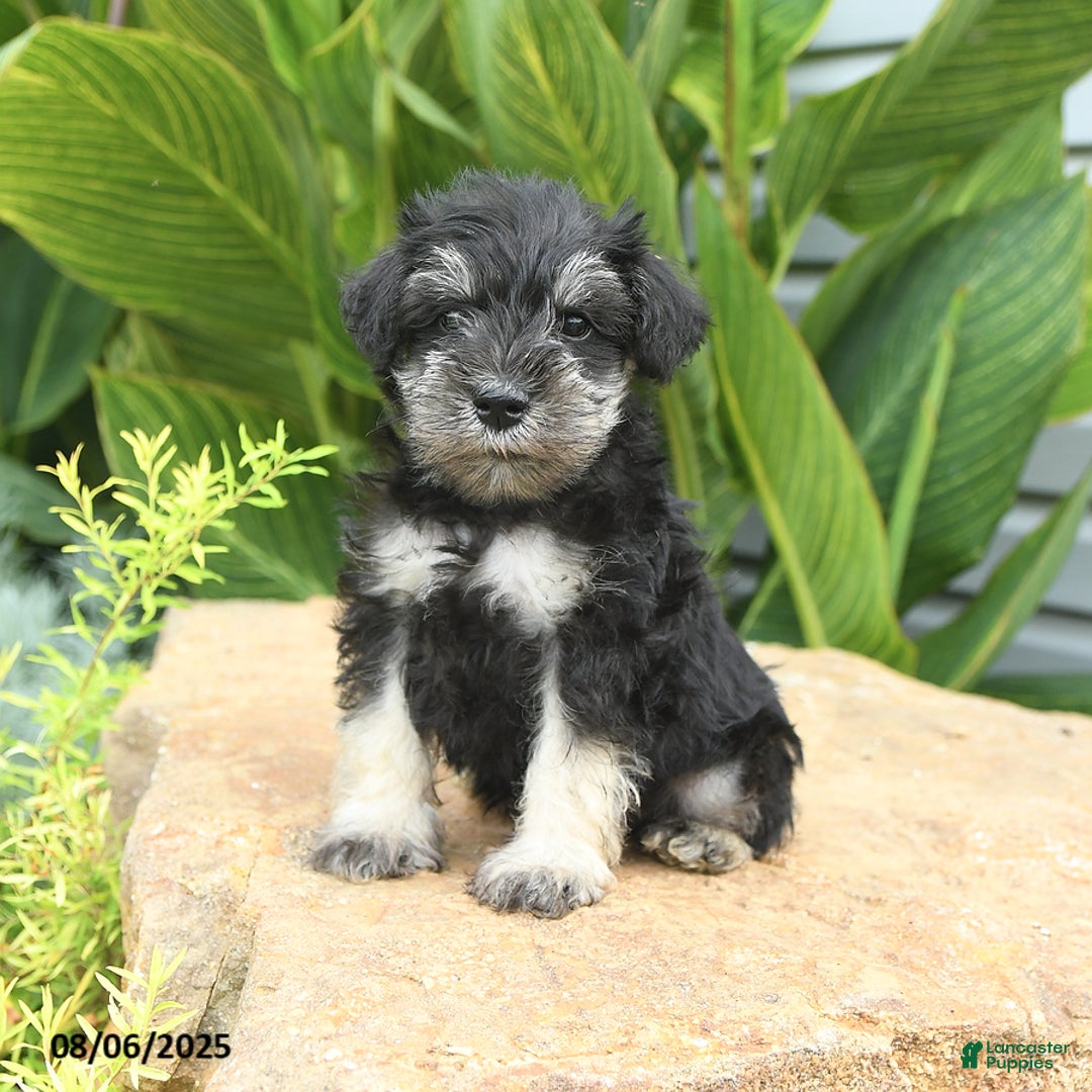 Miniature Schnauzer dogs for sale: Mason - Image 5