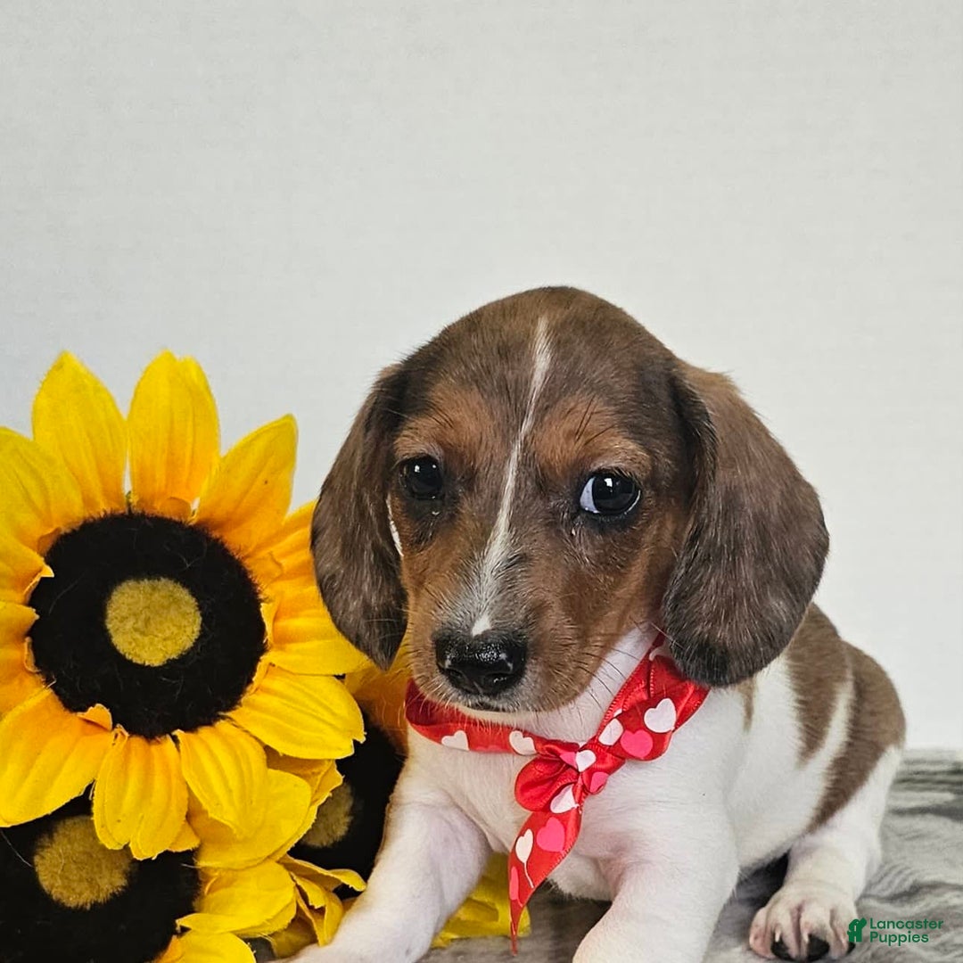 Dachshund dogs for sale: Slinky - Image 7