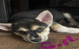 Gerberian Shepsky dogs for sale: Bella - Image 1