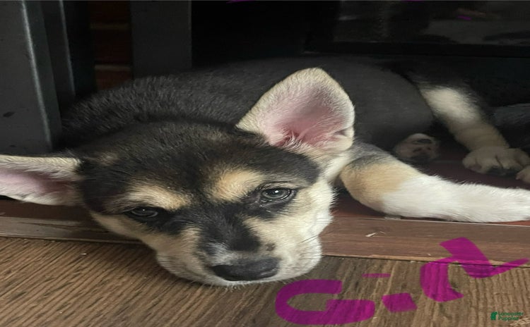 Gerberian Shepsky dogs - Advert 1