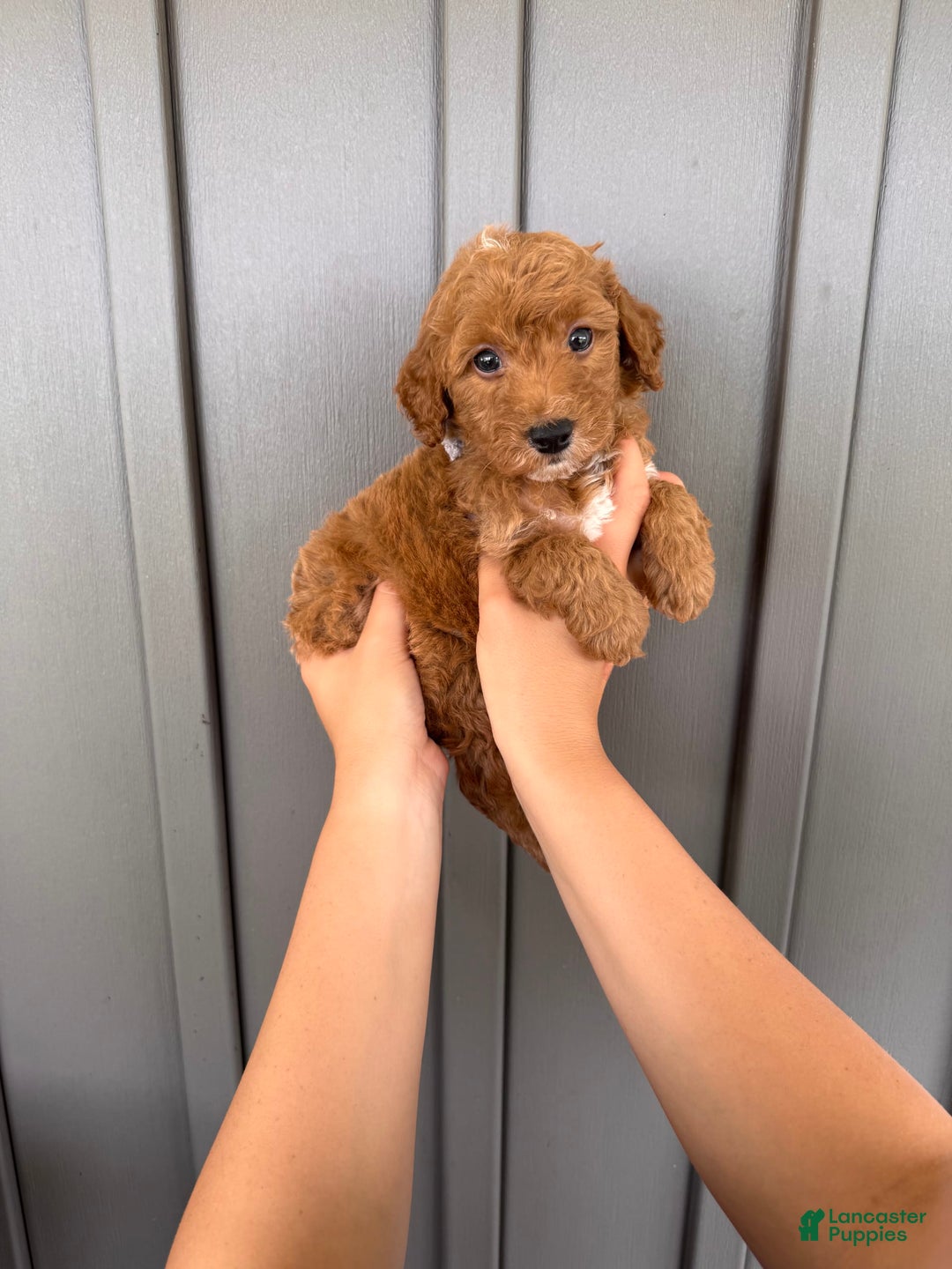 Mini Goldendoodle dogs for sale: Beck F1b - Image 2
