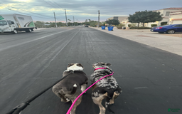 American Bully dogs for sale: Luna - Image 3