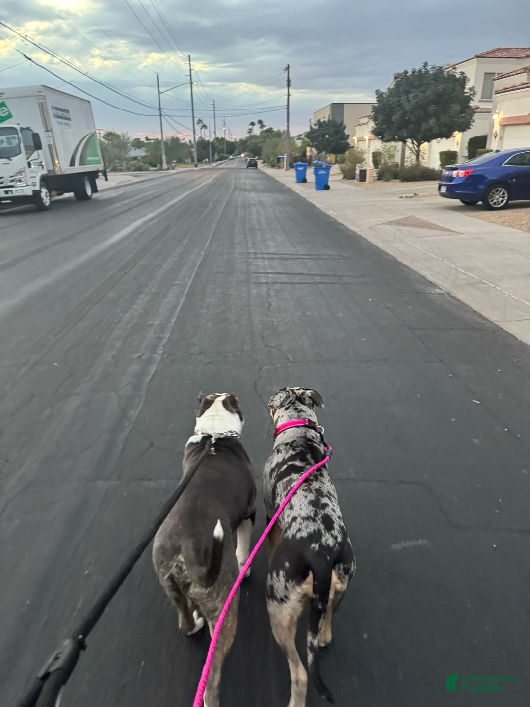 American Bully dogs for sale: Luna - Image 3
