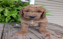 Goldendoodle dogs for sale: Maggie - Image 13