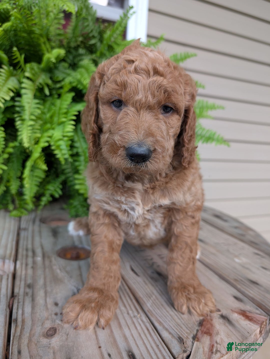 Goldendoodle dogs for sale: Maggie - Image 13