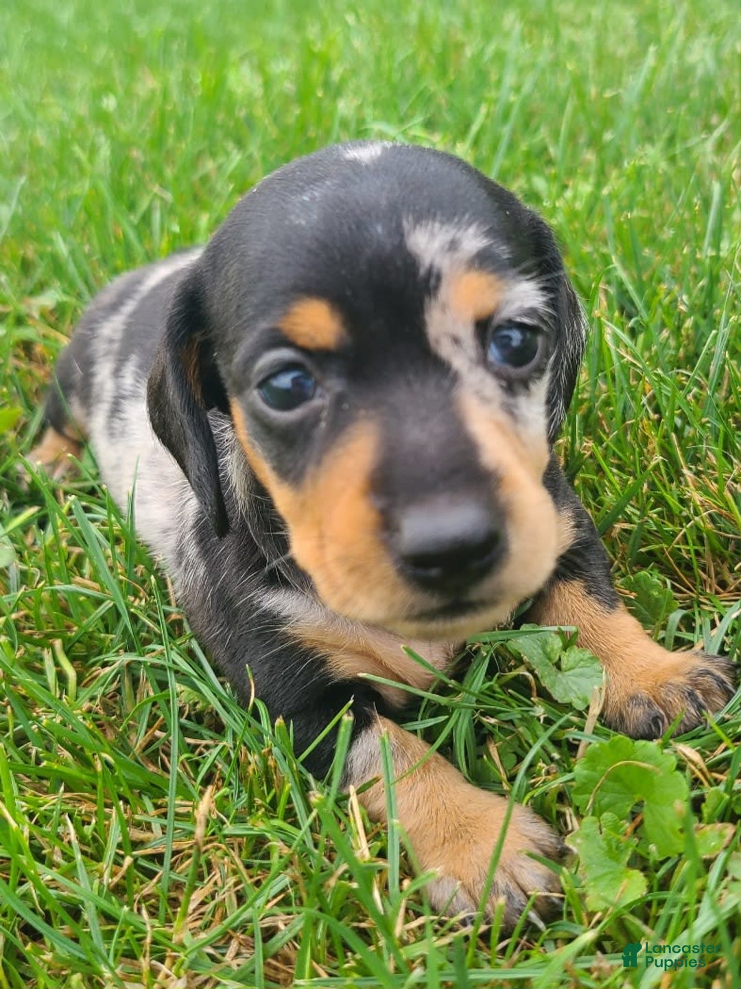 Miniature Dachshund dogs for sale: Debbie - Image 8