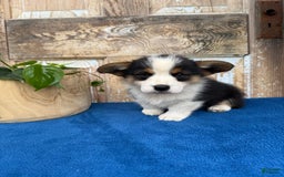 Welsh Corgi Pembroke dogs for sale: Chuck - Image 12