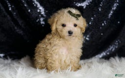 Maltipoo dogs for sale: Cupcake - Image 6