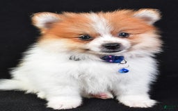 Pomeranian dogs for sale: Earl - Image 2