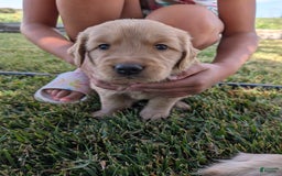 Golden Retriever dogs for sale: Green Collar - Image 3