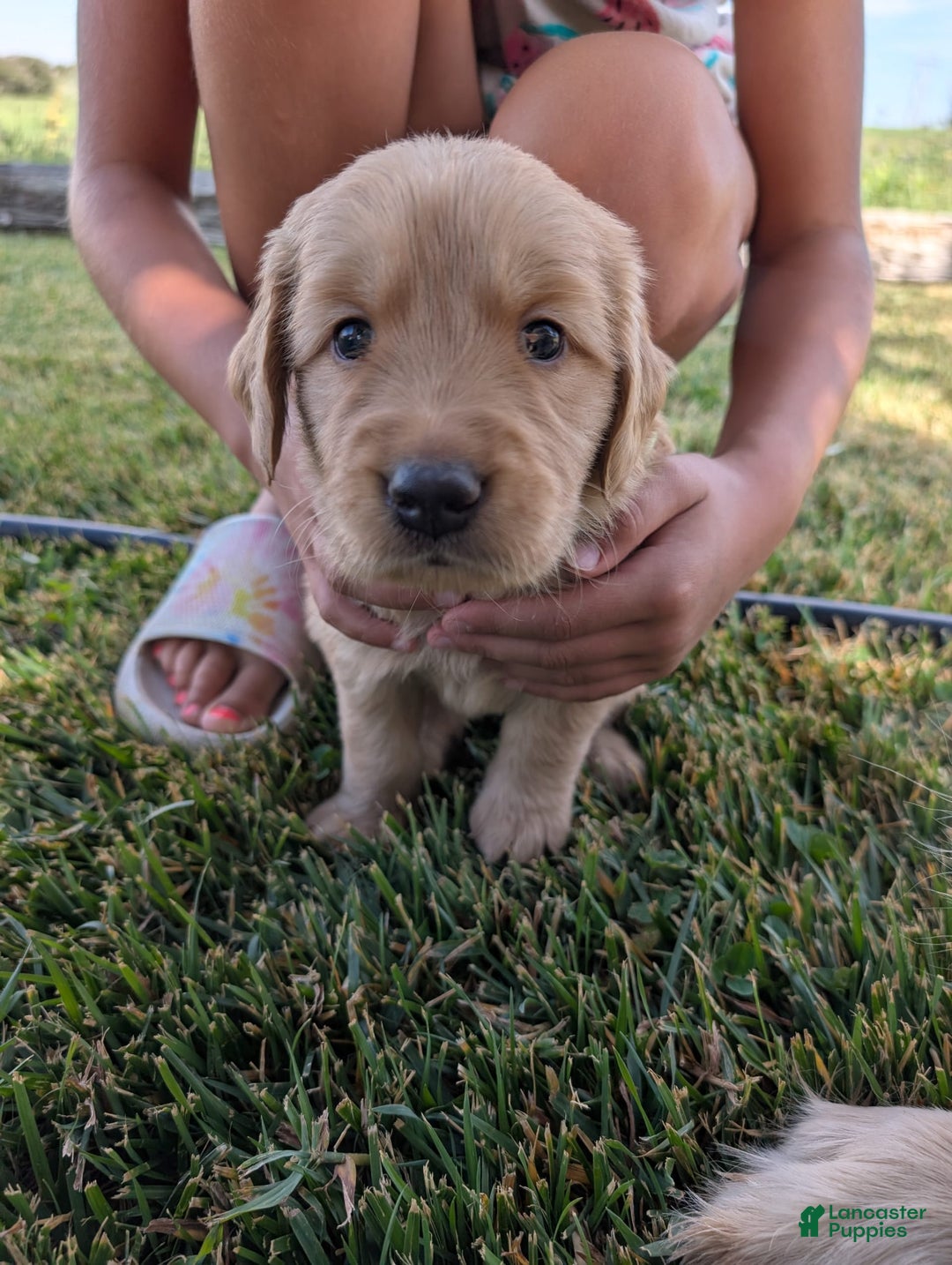 Golden Retriever dogs for sale: Green Collar - Image 3