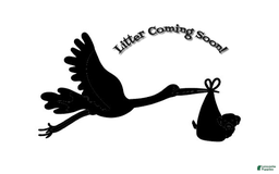 Mini Goldendoodle dogs for sale: Upcoming Litter Lady X Lord Lestat - Image 1