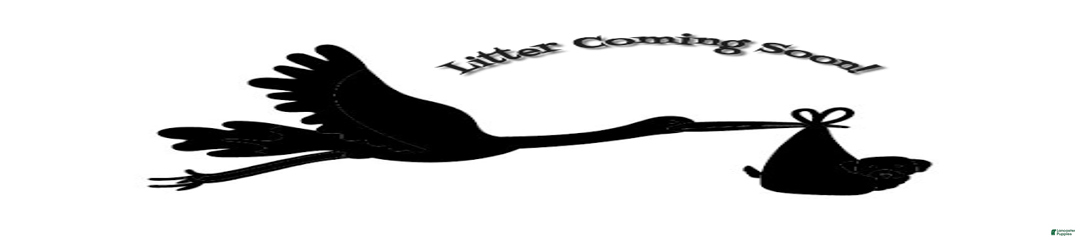 Upcoming Litter Lady X Lord Lestat