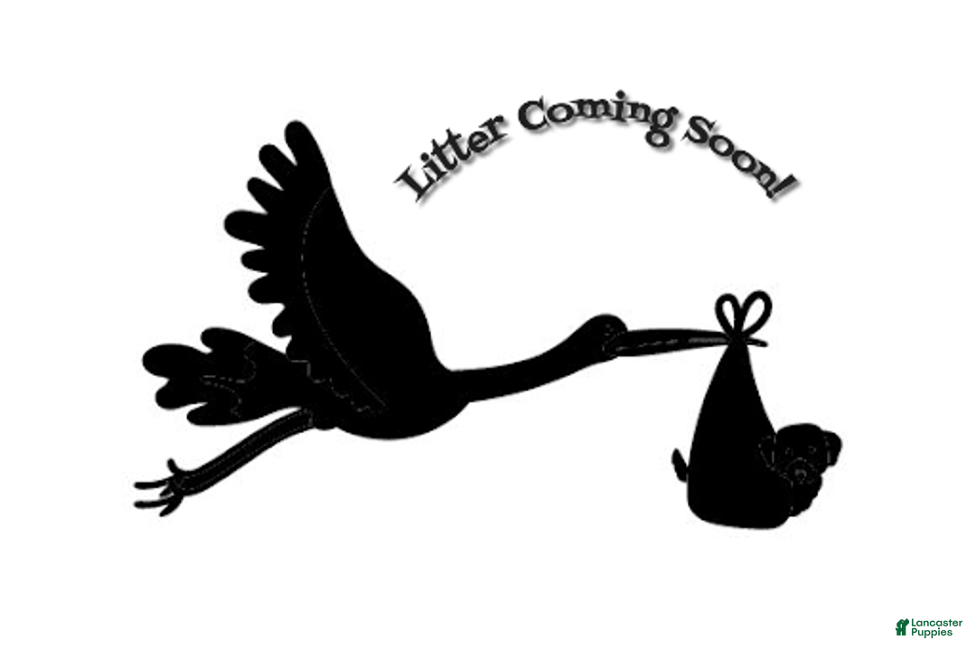Mini Goldendoodle dogs for sale: Upcoming Litter Lady X Lord Lestat - Image 1