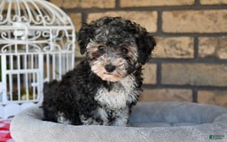 Havapoo dogs for sale: Scout - Image 5