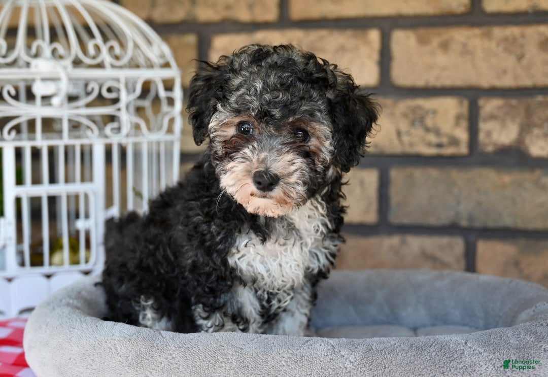 Havapoo dogs for sale: Scout - Image 5