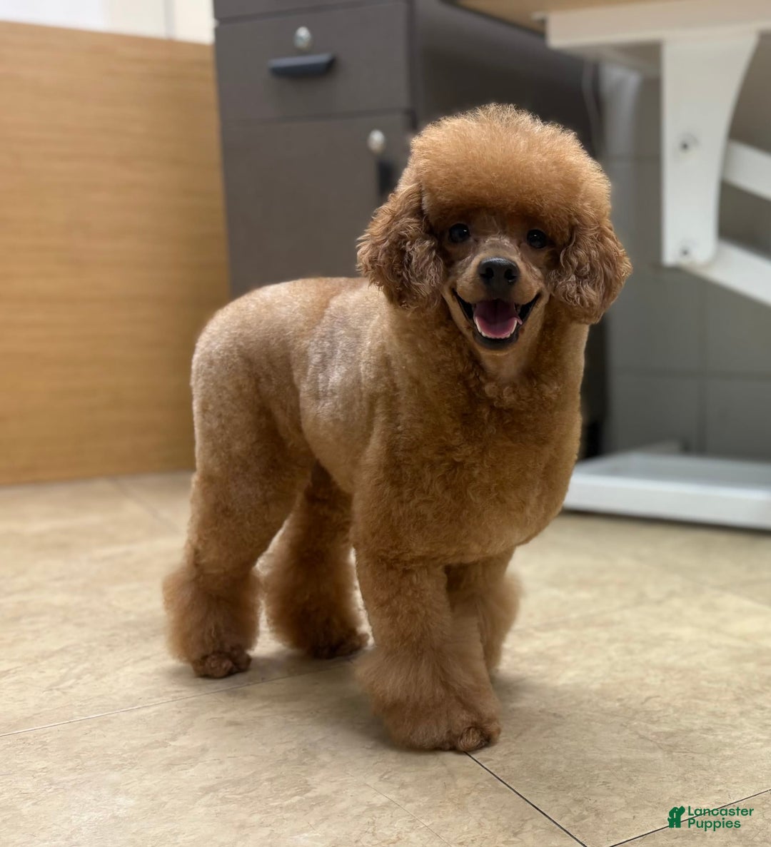 Miniature Poodle dogs for sale: Oliver - Image 6