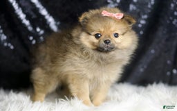 Pomeranian dogs for sale: Sandie - Image 5
