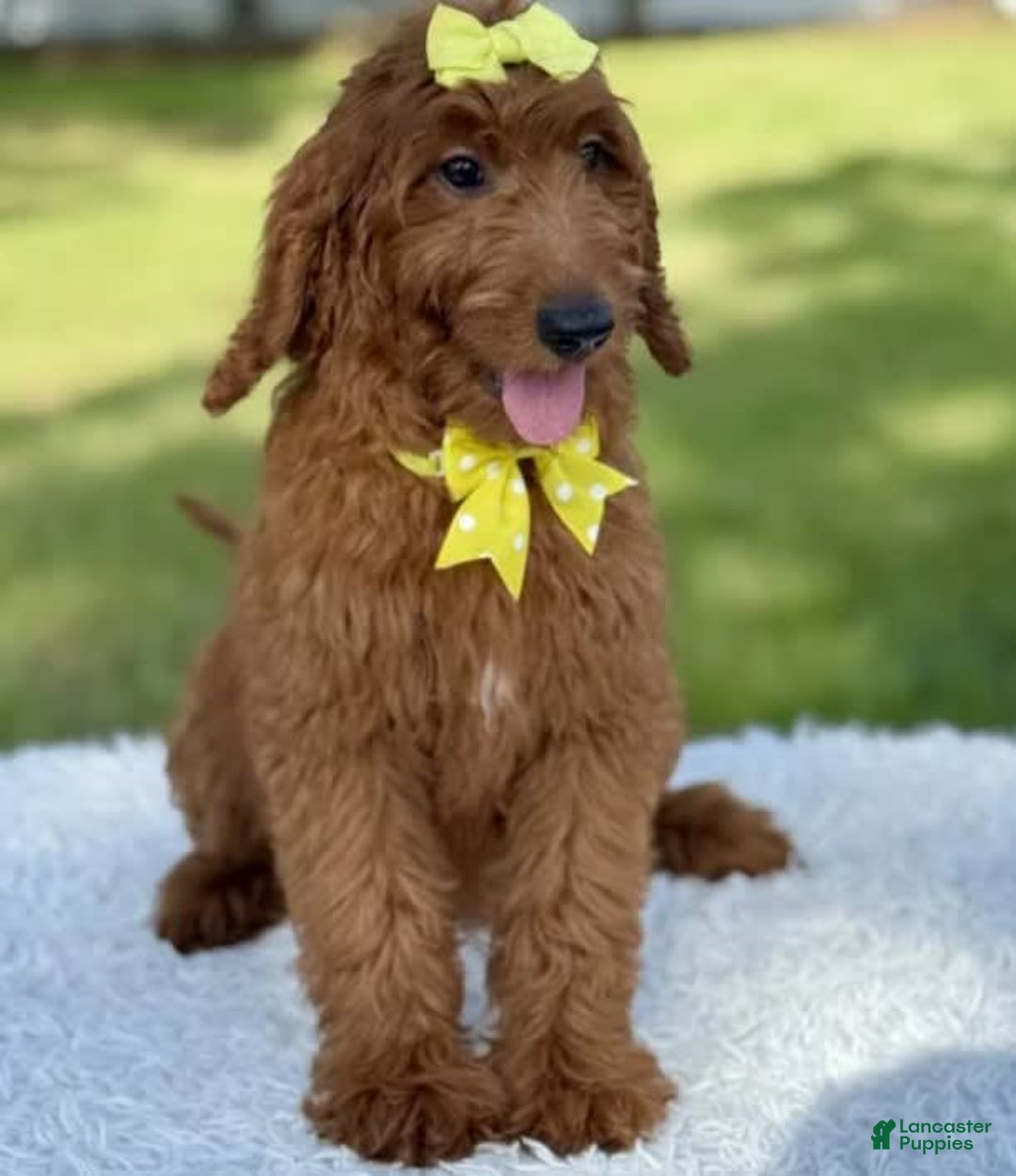 Goldendoodle dogs for sale: Channel - Image 8