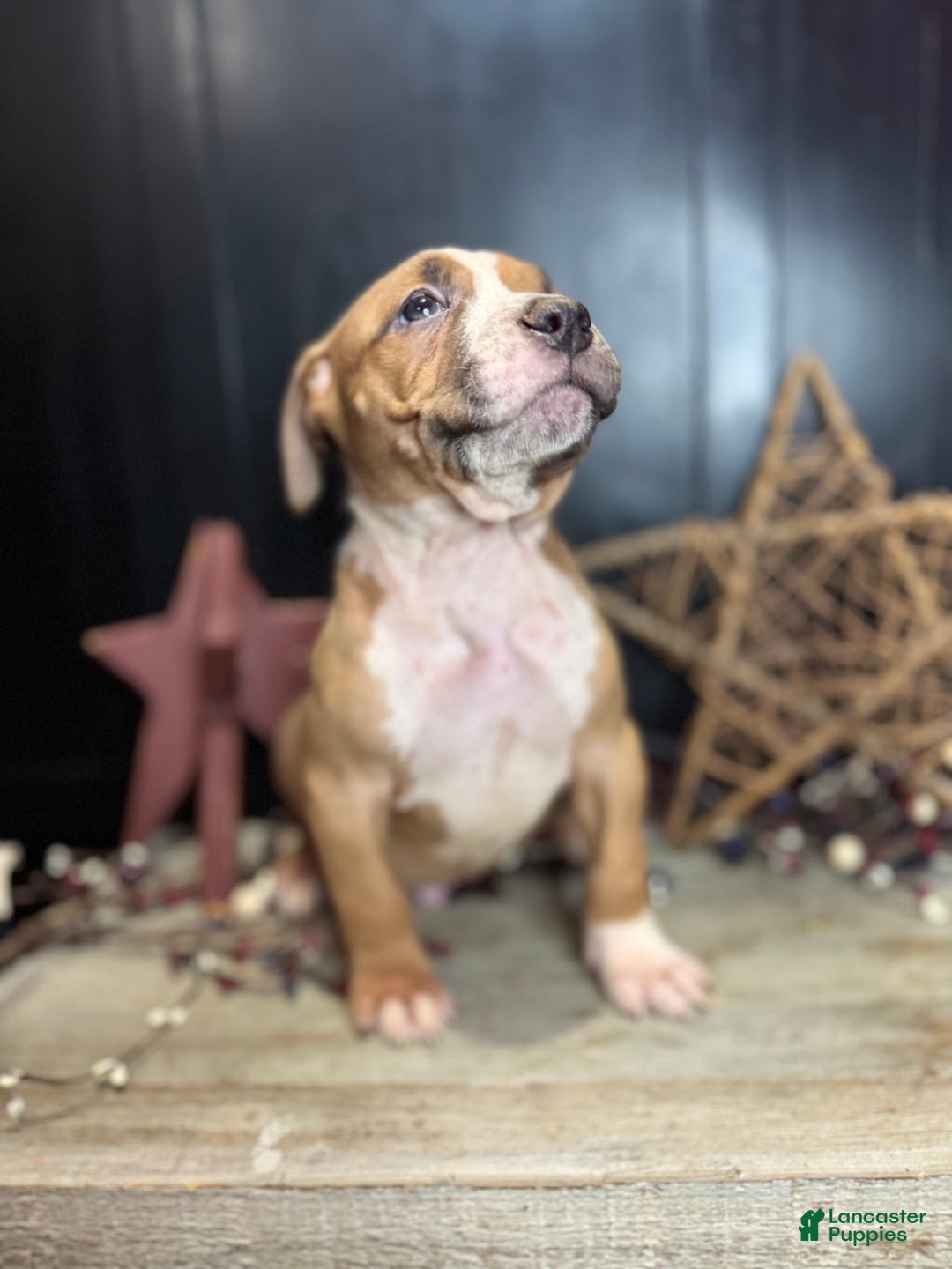 American Bully dogs for sale: Shadow - Image 7
