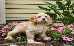 Cocker Spaniel dogs for sale: Archie - Image 2