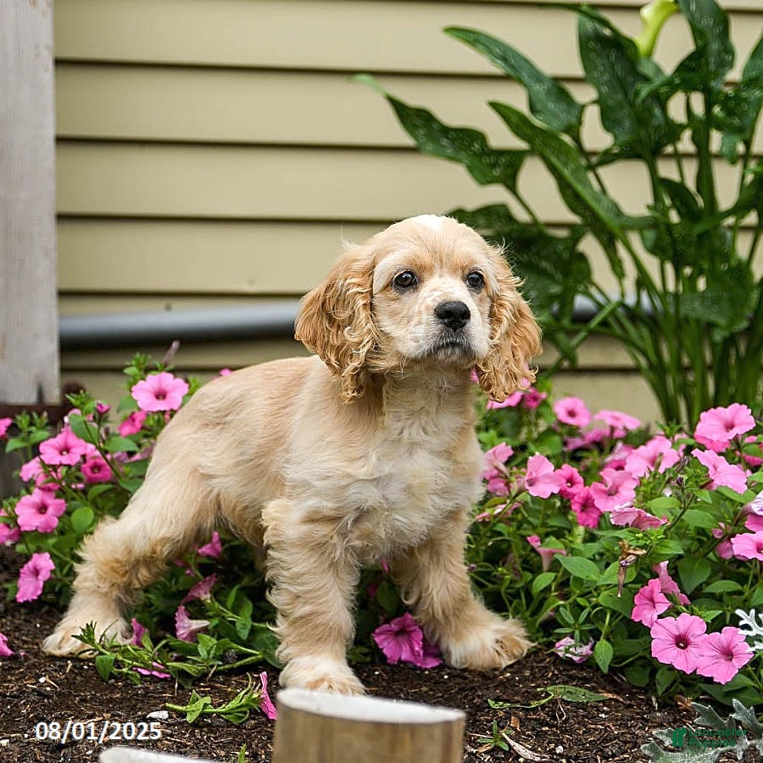 Cocker Spaniel dogs for sale: Archie - Image 2
