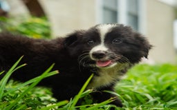 Miniature Australian Shepherd dogs for sale: Elephant Ear - Image 14