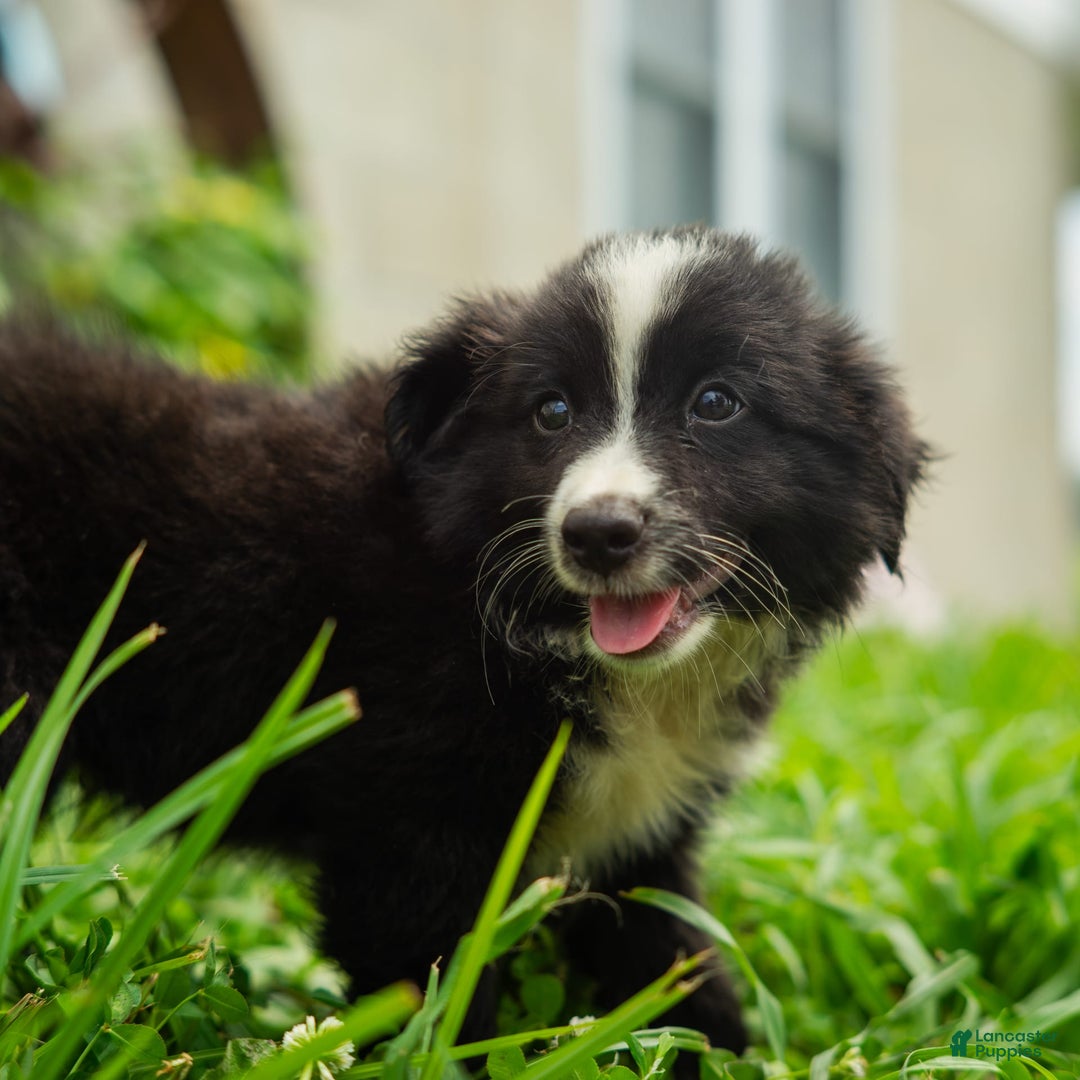 Miniature Australian Shepherd dogs for sale: Elephant Ear - Image 14