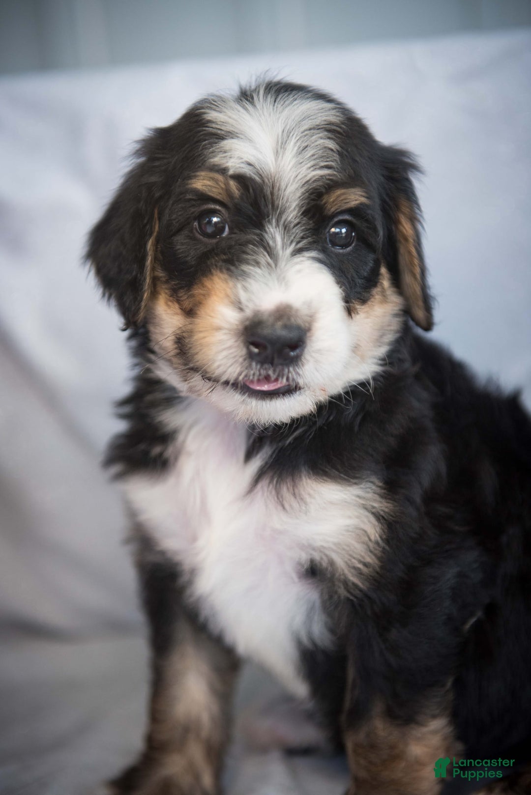 Bernedoodle dogs for sale: Jordan - Image 22
