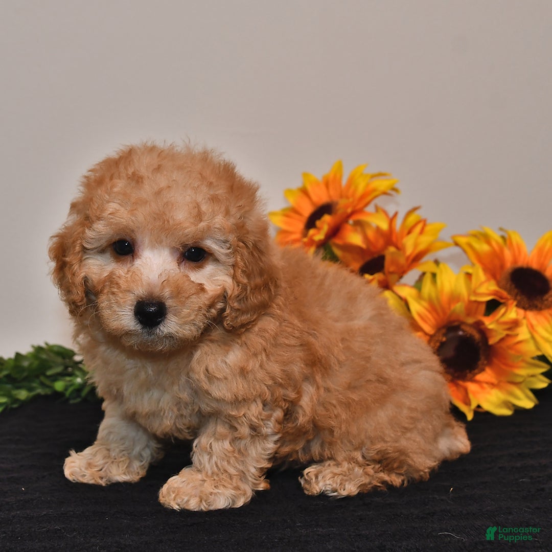 Miniature Poodle dogs for sale: Charlie - Image 2