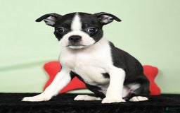 Boston Terrier dogs for sale: Ivy - Image 1